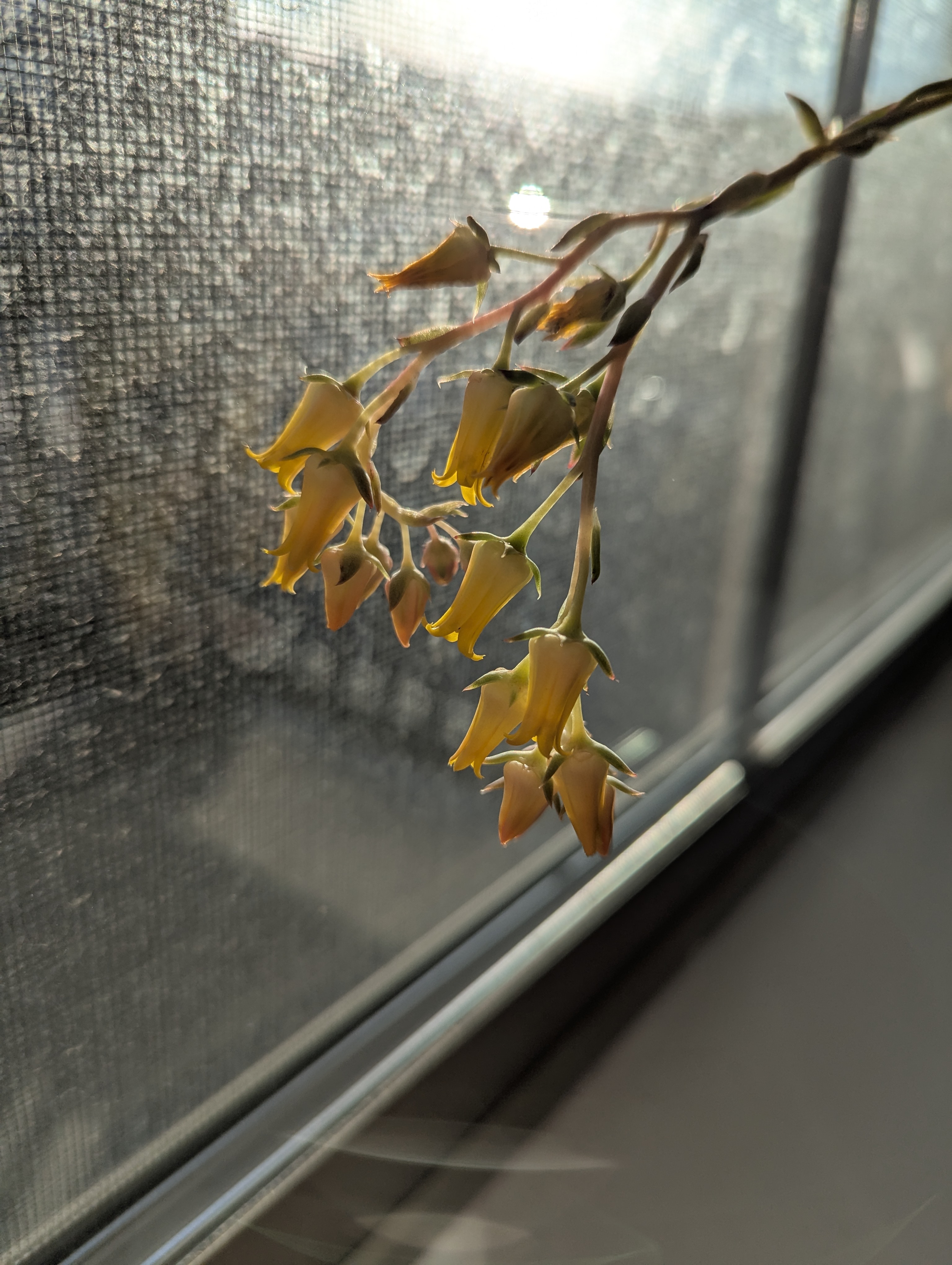 Agave Flower, Morrison Colorado